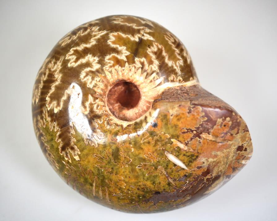 Ammonite Macrocephalites Polished Large 10.7cm