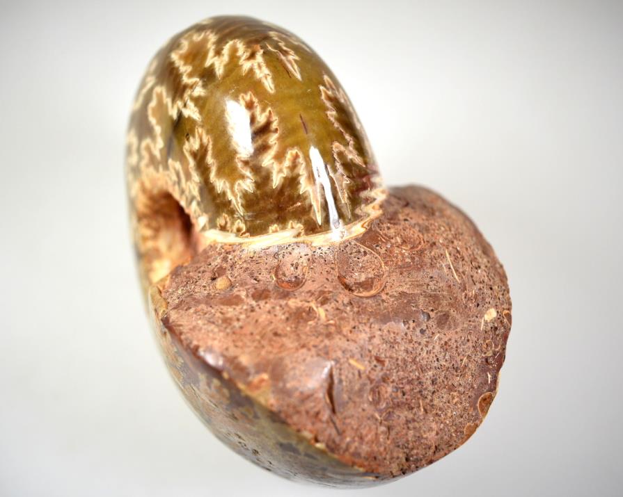 Ammonite Macrocephalites Polished Large 10.7cm