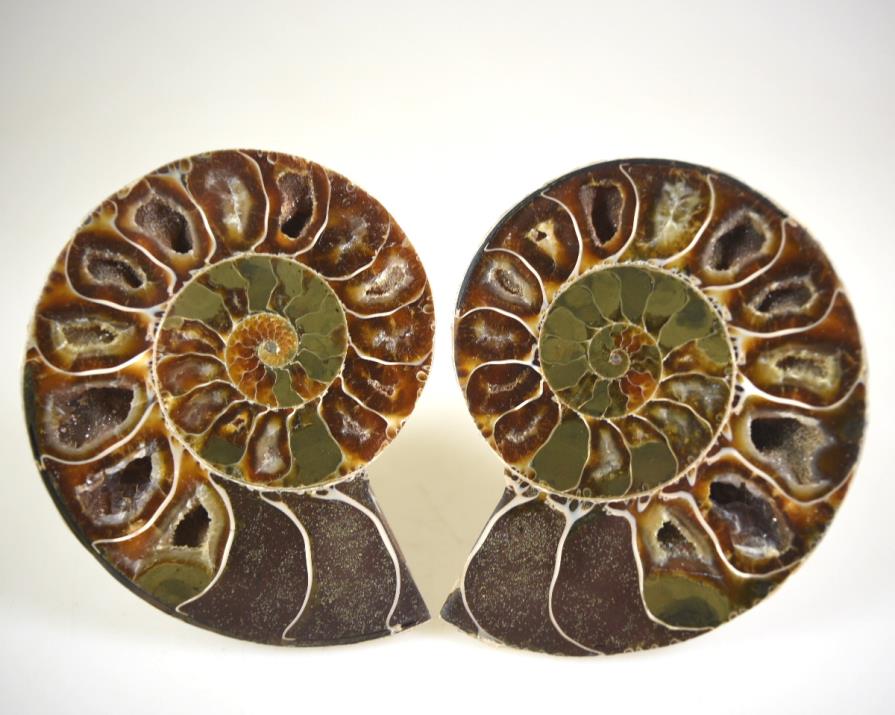 Ammonite Pair 8.9cm