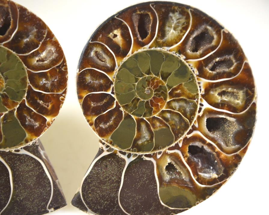 Ammonite Pair 8.9cm