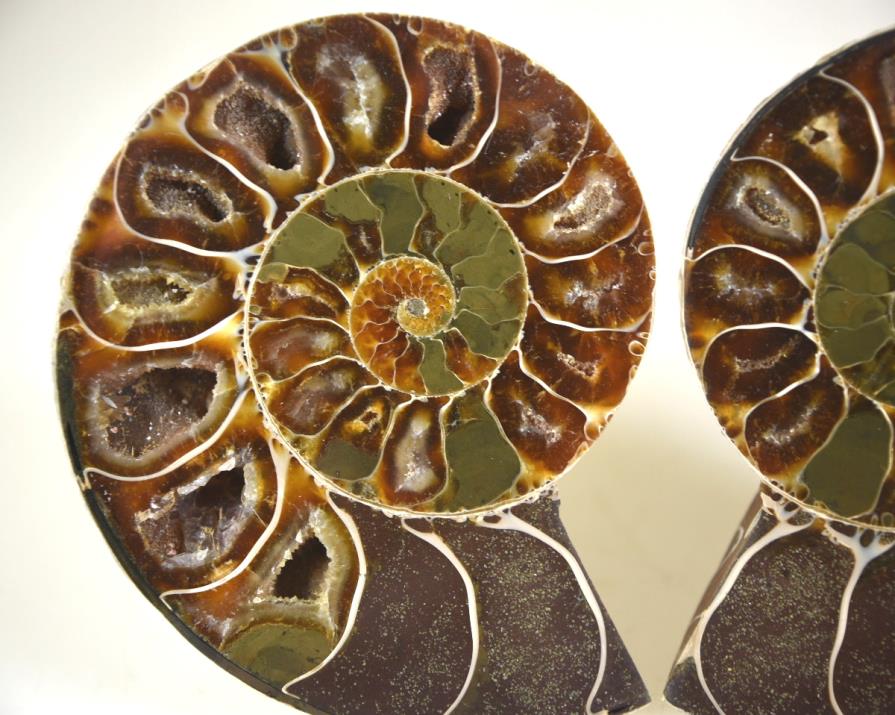 Ammonite Pair 8.9cm