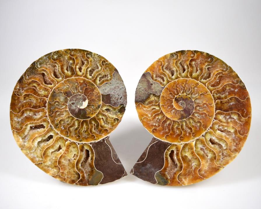 Ammonite Pair 11.1cm