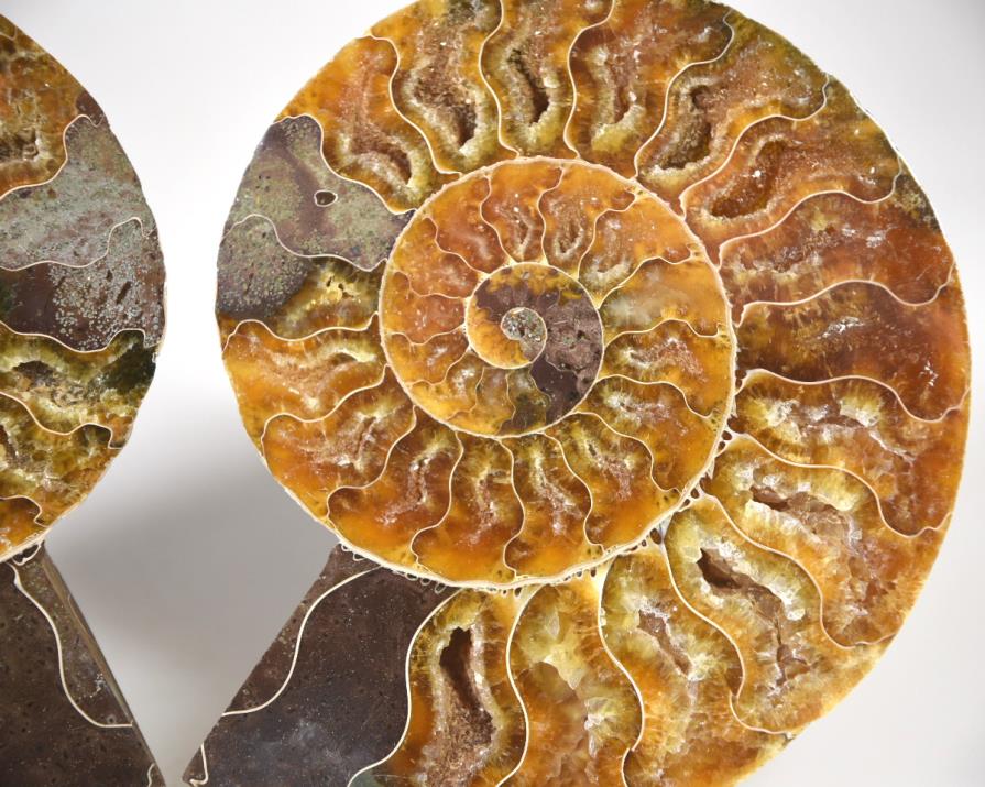 Ammonite Pair 11.1cm