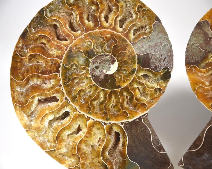 Ammonite Pair 11.1cm