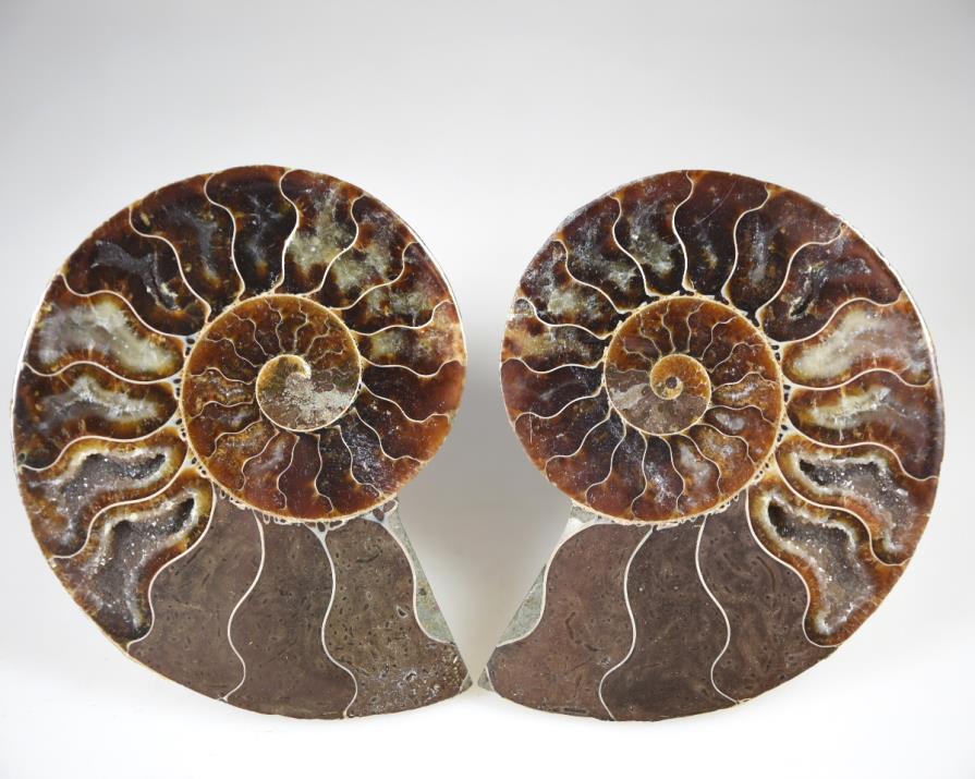 Ammonite Pair 9.2cm