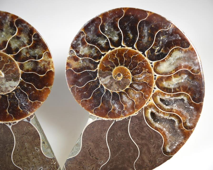 Ammonite Pair 9.2cm