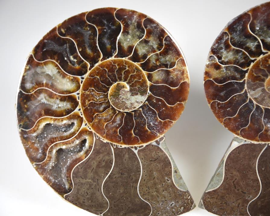 Ammonite Pair 9.2cm