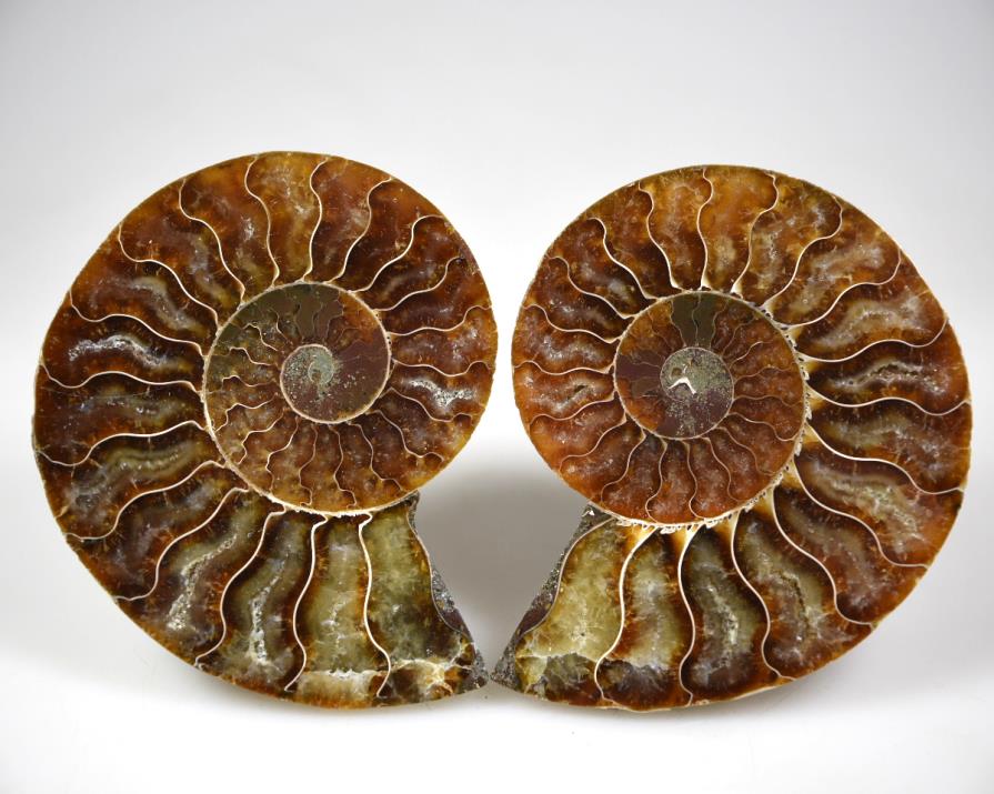 Ammonite Pair 9.8cm