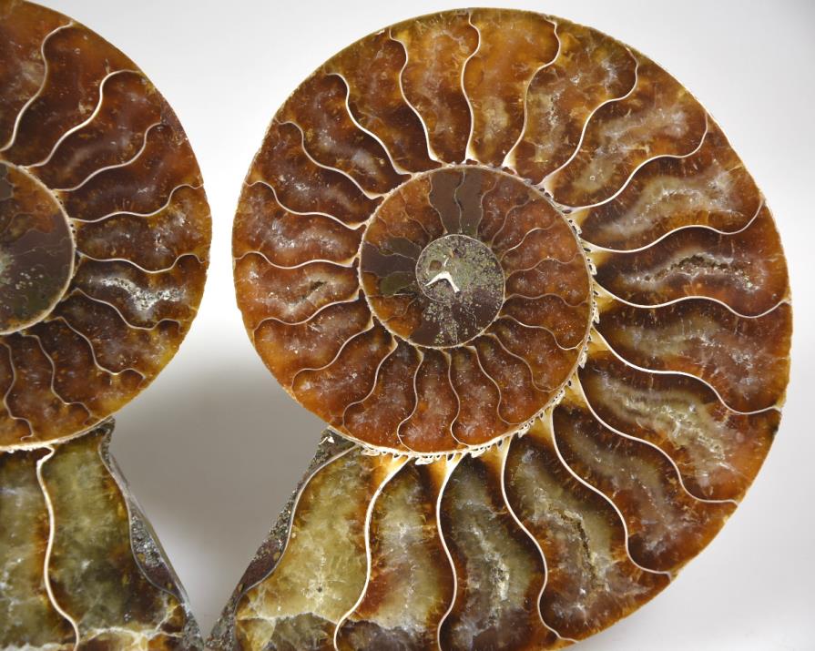 Ammonite Pair 9.8cm