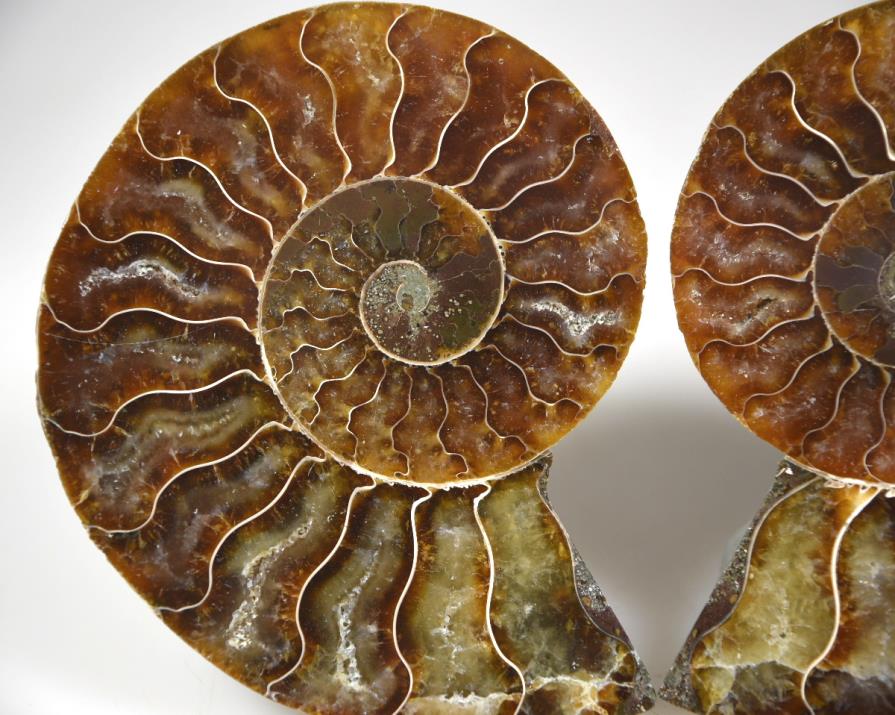 Ammonite Pair 9.8cm