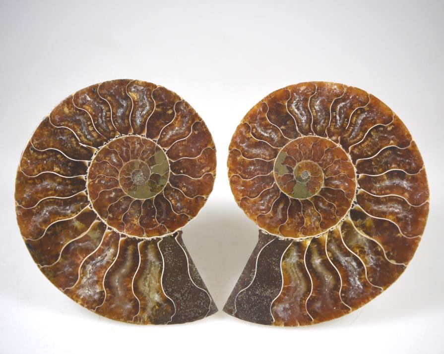 Ammonite Pair 8.9cm