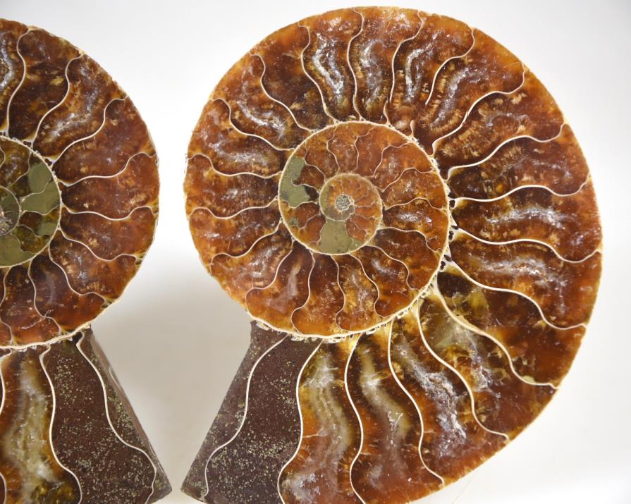 Ammonite Pair 8.9cm