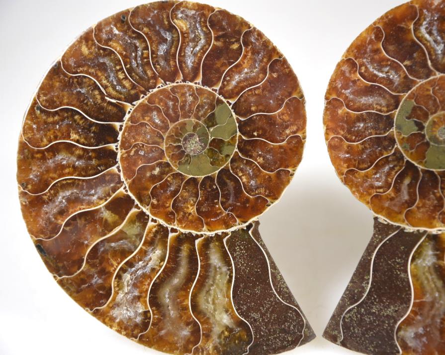 Ammonite Pair 8.9cm