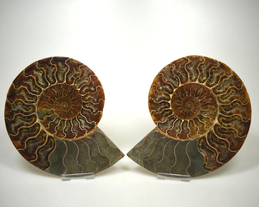 Ammonite Pair Large 17.2cm