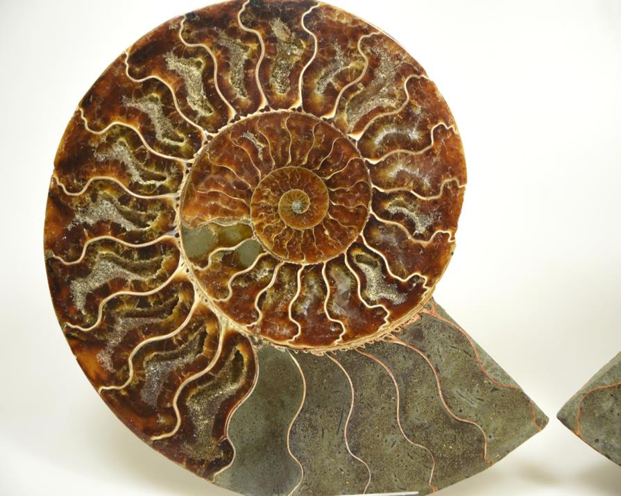 Ammonite Pair Large 17.2cm