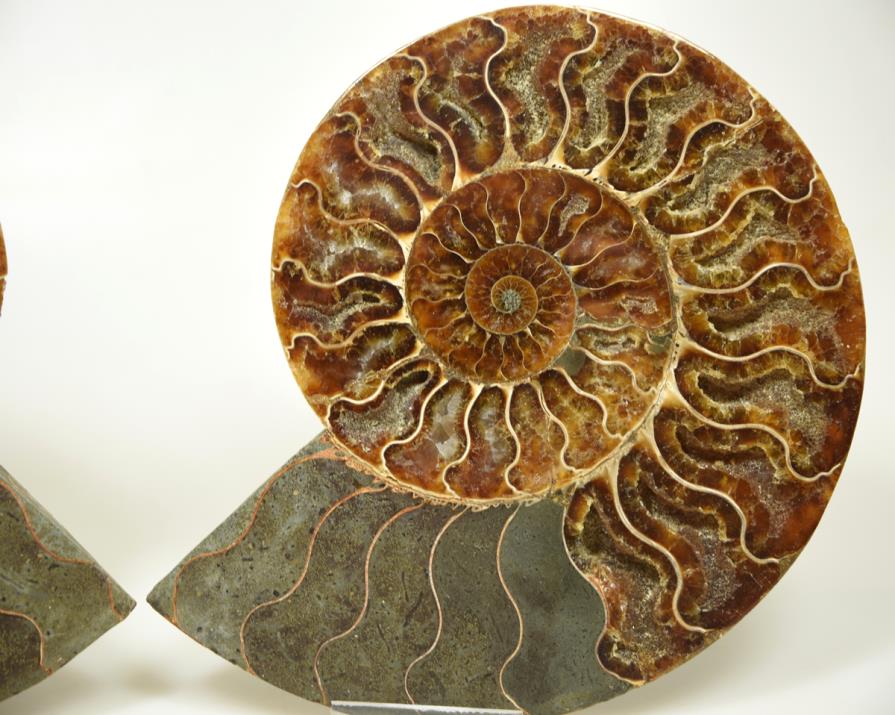 Ammonite Pair Large 17.2cm