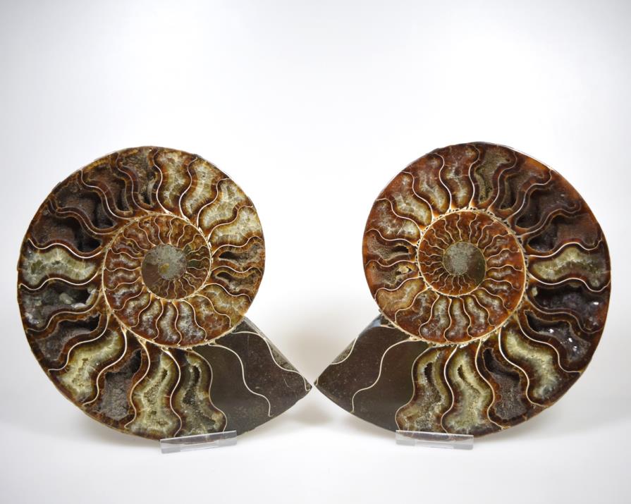 Ammonite Pair Large 17.5cm