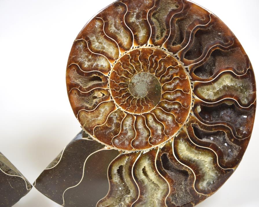 Ammonite Pair Large 17.5cm