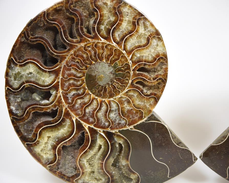 Ammonite Pair Large 17.5cm