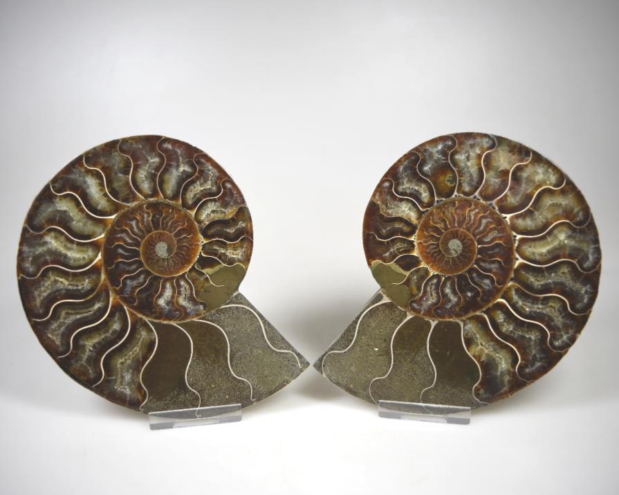 Ammonite Pair 14.1cm