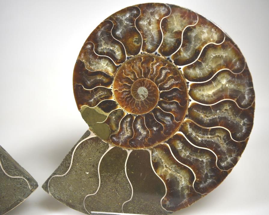 Ammonite Pair 14.1cm