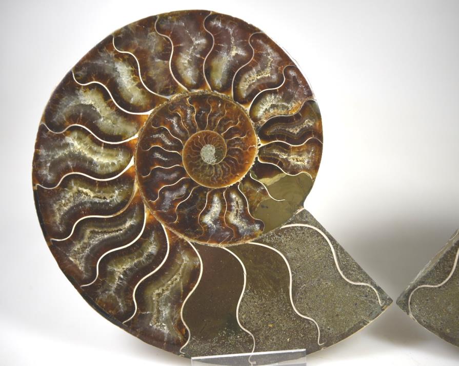 Ammonite Pair 14.1cm