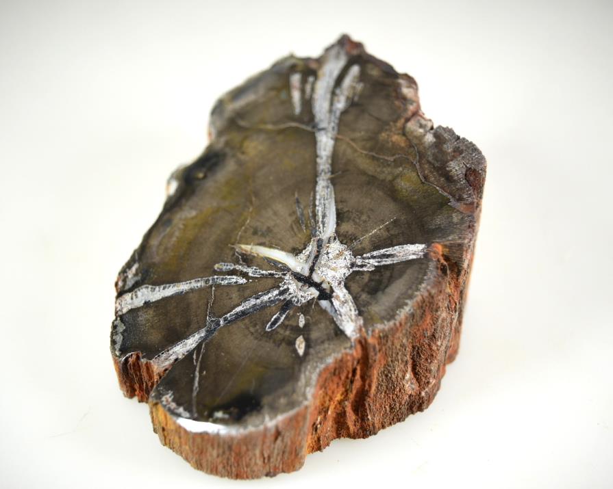 Fossil Wood Branch Bevel Cut Shape 7.1cm