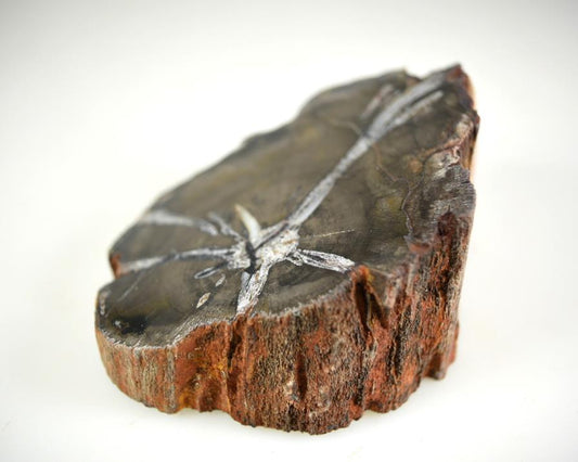 Fossil Wood Branch Bevel Cut Shape 7.1cm