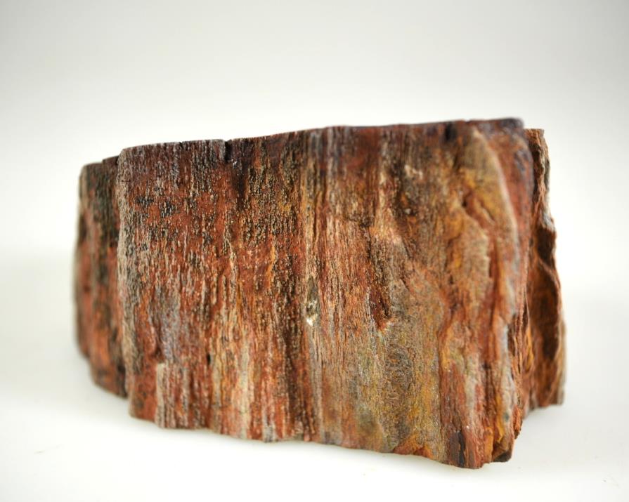 Fossil Wood Branch Bevel Cut Shape 7.1cm