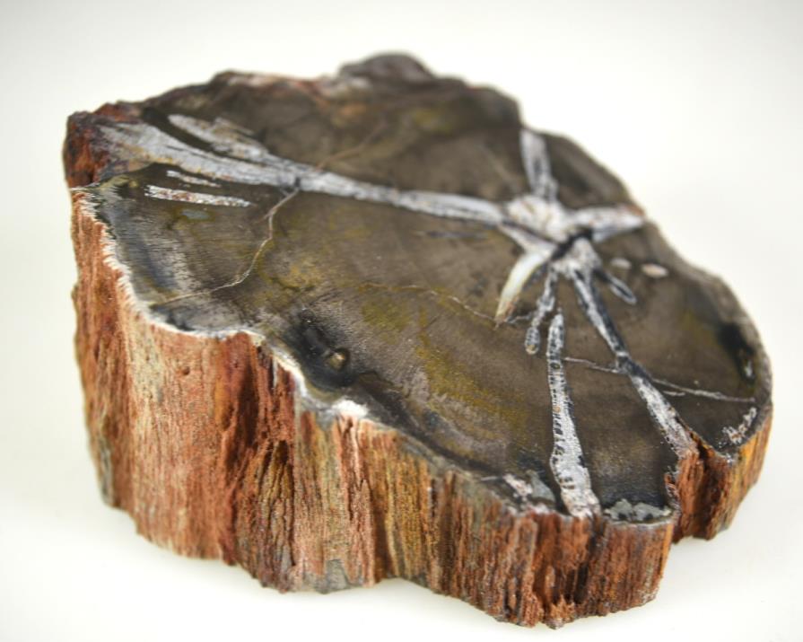 Fossil Wood Branch Bevel Cut Shape 7.1cm