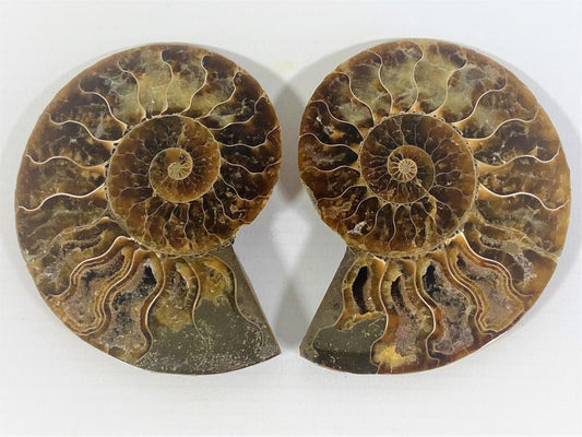 Ammonite Pair 8.7cm