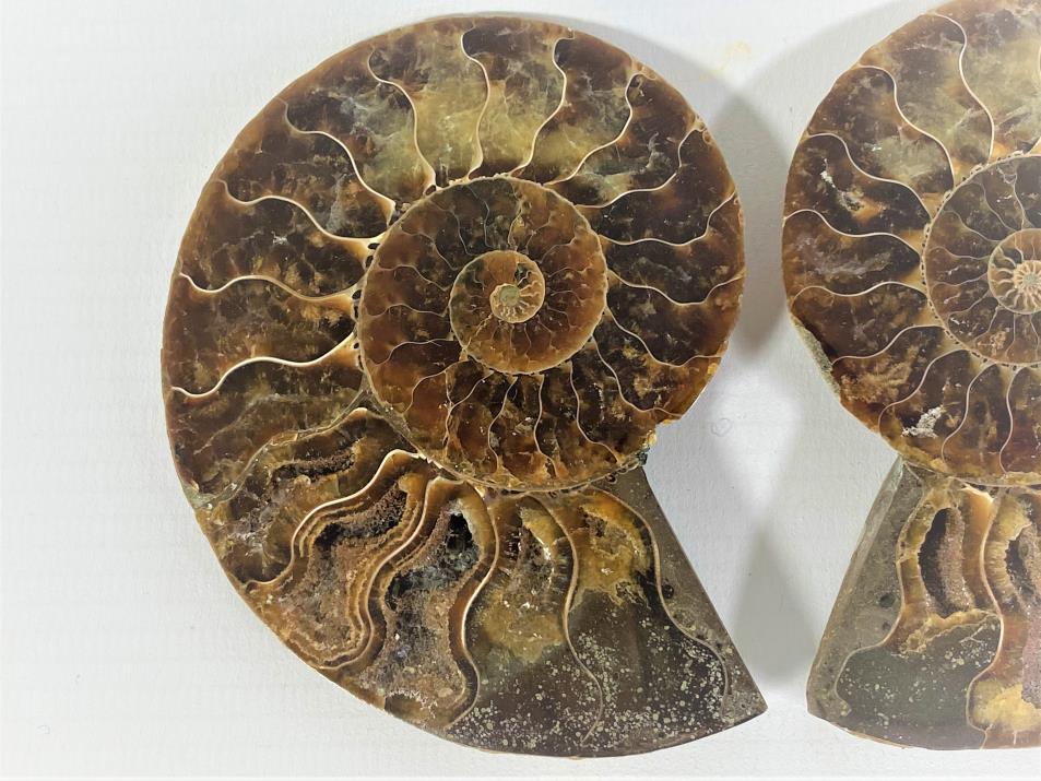 Ammonite Pair 8.7cm