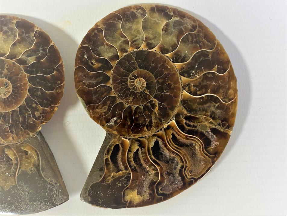 Ammonite Pair 8.7cm