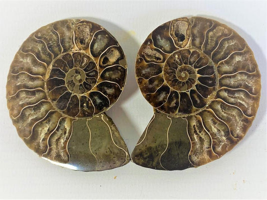 Ammonite Pair 6.6cm