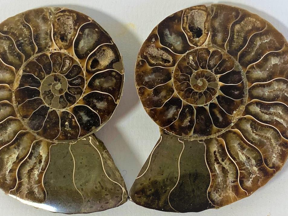 Ammonite Pair 6.6cm