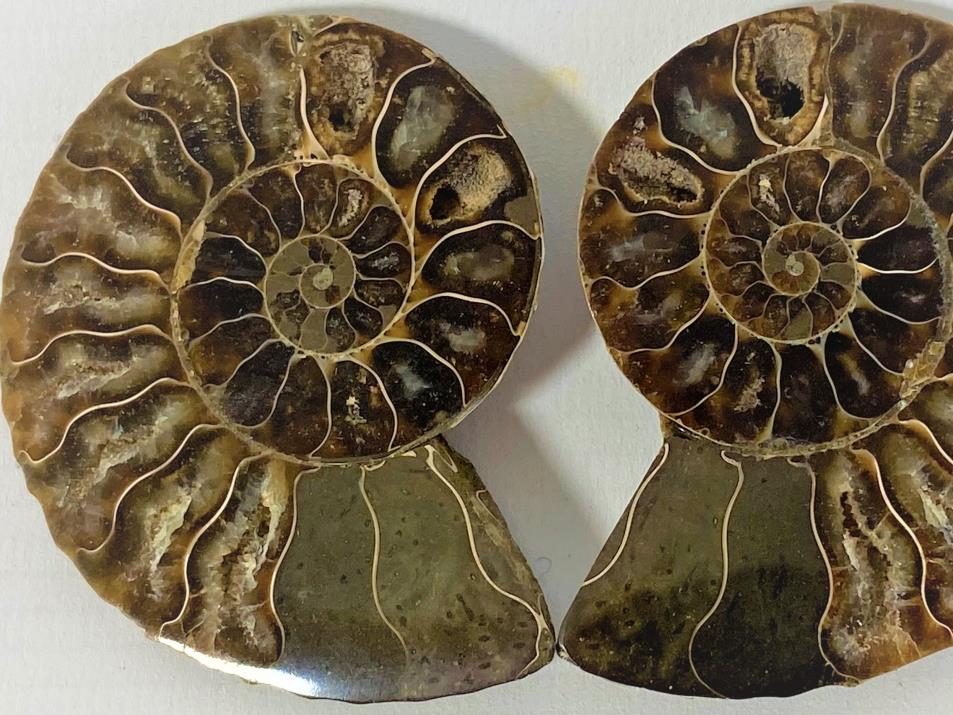 Ammonite Pair 6.6cm