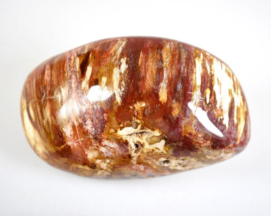 Fossil Wood Pebble Large 9.3cm