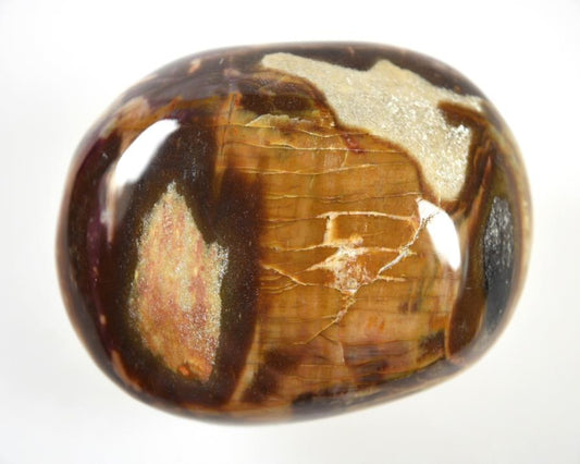 Fossil Wood Pebble 6.3cm