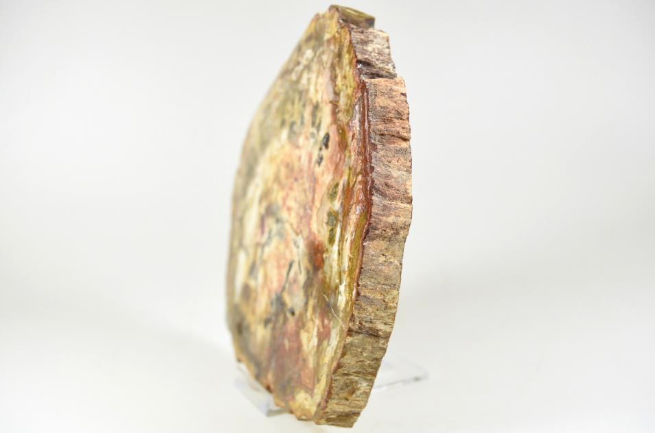 Fossilised Wood Slice 14.7cm