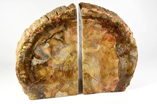 Fossil Wood Book Ends Very Large 25cm