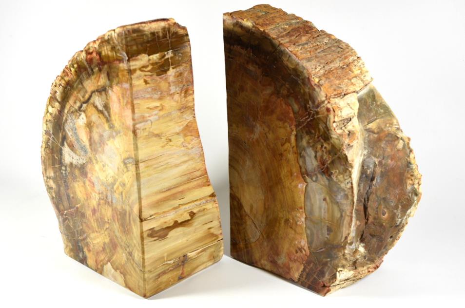 Fossil Wood Book Ends Very Large 25cm