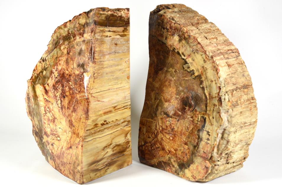 Fossil Wood Book Ends Very Large 25cm