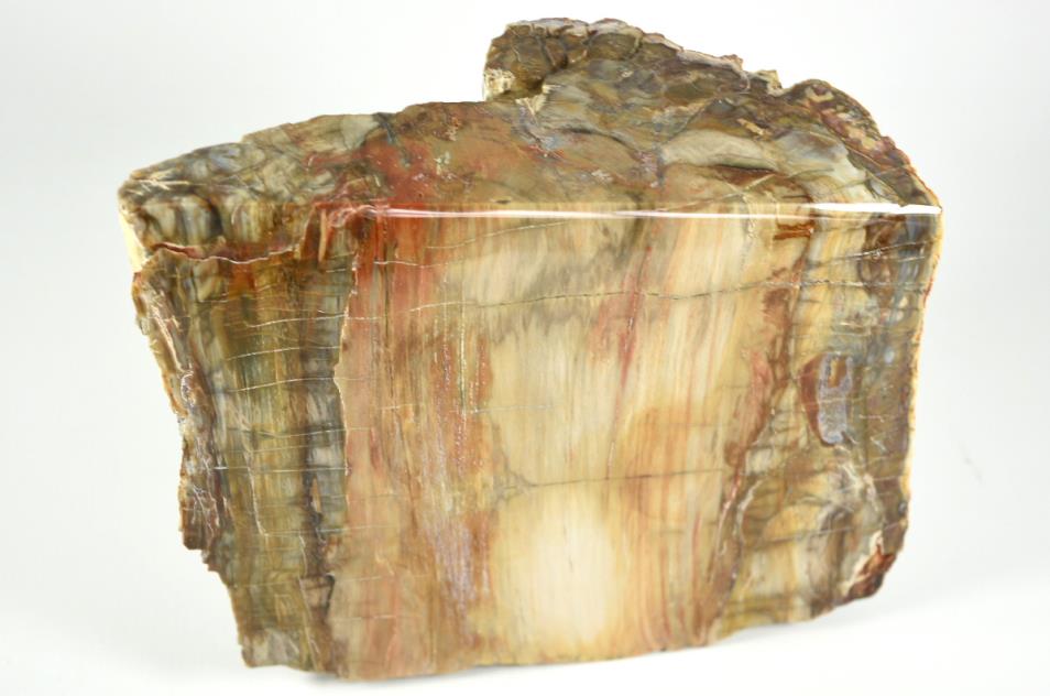 Fossilised Wood Freeshape 20cm