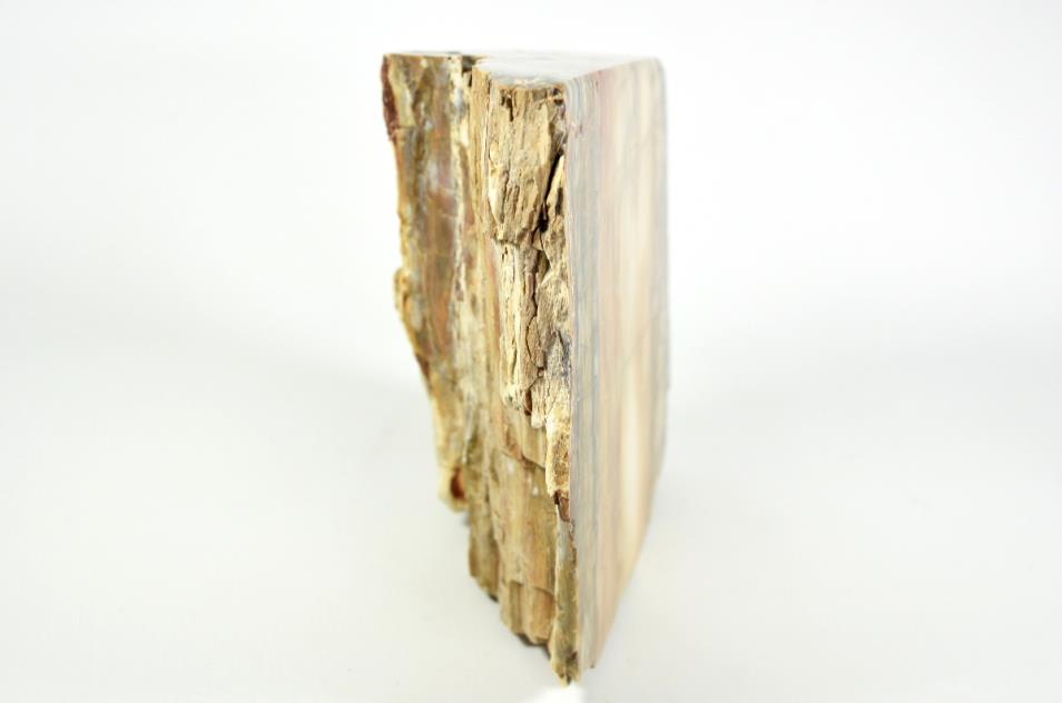 Fossilised Wood Freeshape 20cm