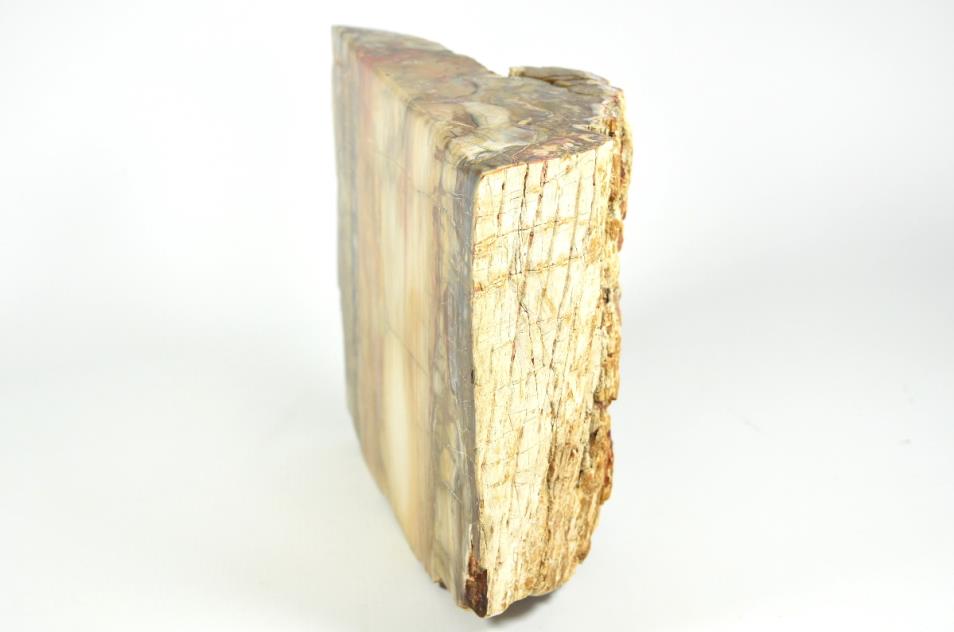 Fossilised Wood Freeshape 20cm