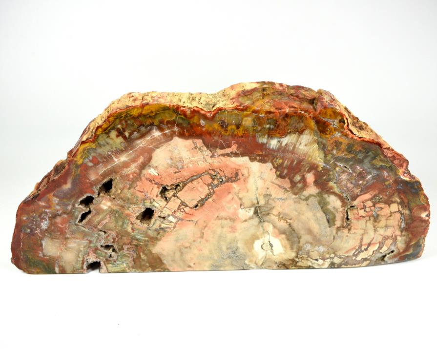 Fossil Wood Freeform Large 30cm