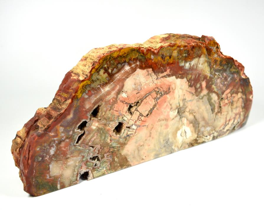 Fossil Wood Freeform Large 30cm