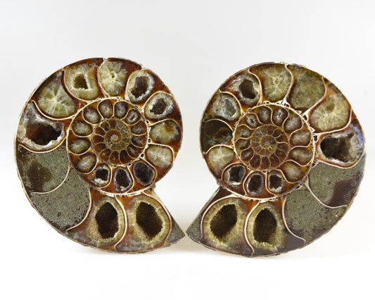 Ammonite Pair 10.6cm