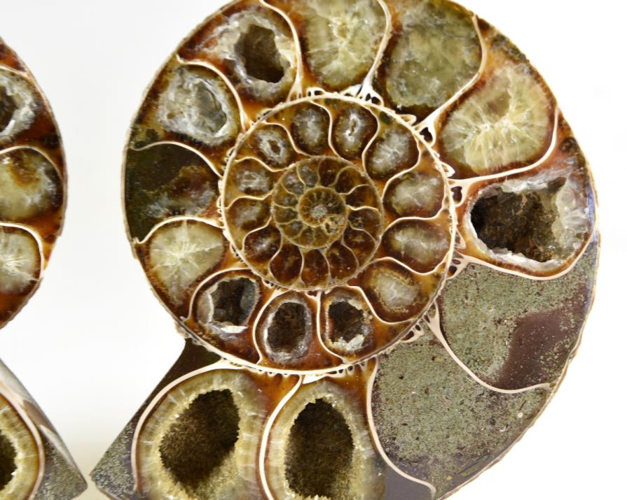 Ammonite Pair 10.6cm