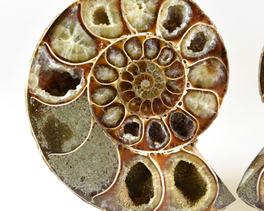 Ammonite Pair 10.6cm